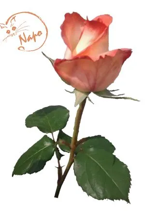 ������ɫõ�廨PNG���ͼ