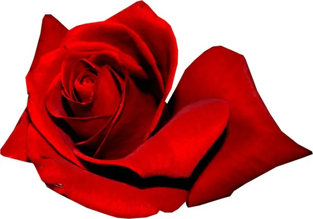 ������ɫõ�廨����ҶPNG���ͼ