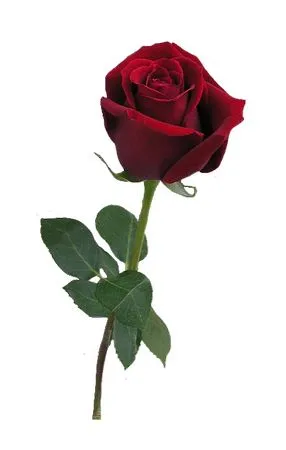 ��ɫõ�廨�ͻ���PNG���ͼ