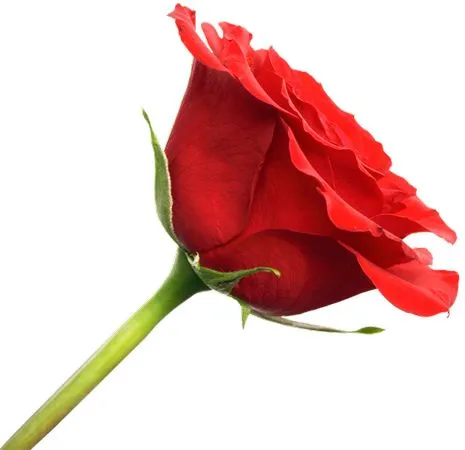 ��������������ɫõ�廨PNG���ͼ