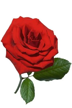 �̻�ƿ�еĺ�ɫõ�廨PNG���ͼ