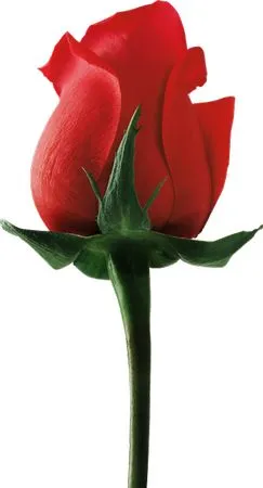 ������ɫõ�廨����ҶPNG���ͼ