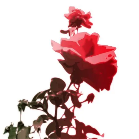 ���ŵ����ɫõ�廨�廭PNG���ͼ