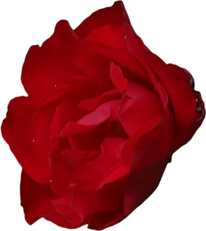 ��ɫõ�廨��ͻ�����Ҷ�廭PNG���ͼ