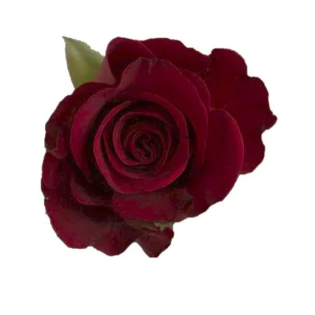 ��ɫõ�廨���̾���ҶPNG���ͼ