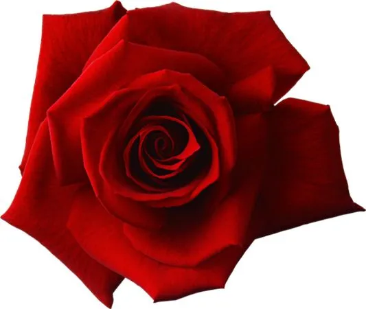 ��ɫõ�廨ʢ����дPNG���ͼ