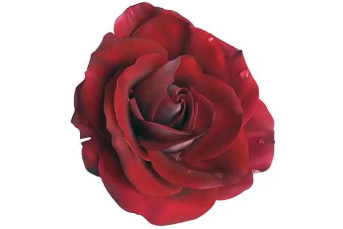 ������ɫõ�廨��дPNG���ͼ