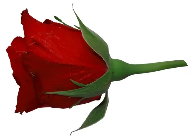 �����ɫõ�廨�廭PNG���ͼ