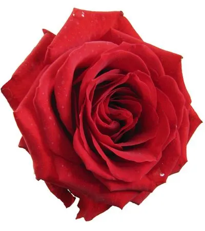 �������������ɫõ�廨PNG���ͼ