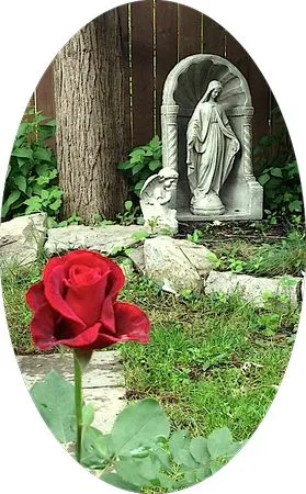 ���ź�ɫõ�廨ֲ��PNG���ͼ