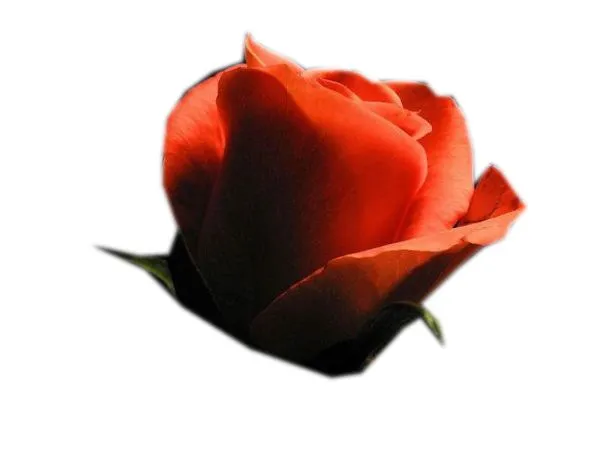 ������ɫõ�廨��¶��PNG���ͼ