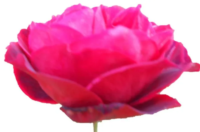 �������ɫõ�廨��PNG���ͼ