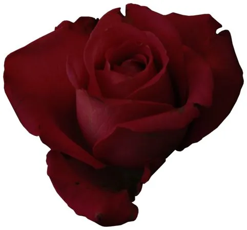 ���ط�����ĸB�ͺ�ɫõ�廨PNG���ͼ