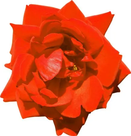 ������ɫõ�廨��дPNG���ͼ