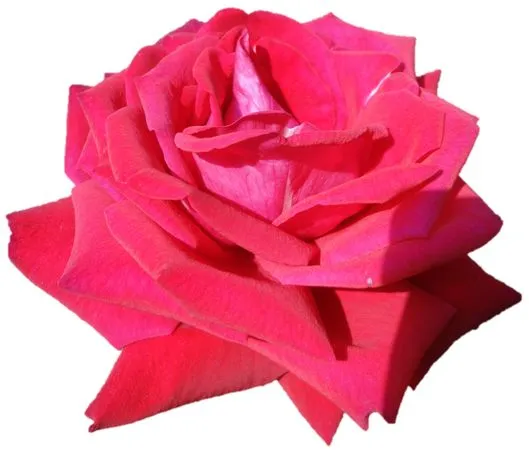 ��ɫõ�廨��ϸ�����PNG���ͼ