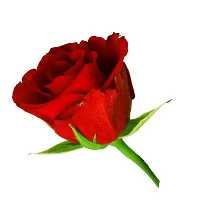 ��������������ɫõ�廨PNG���ͼ