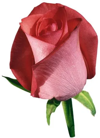 ��ɫõ�廨�ͳ��̾�PNG���ͼ