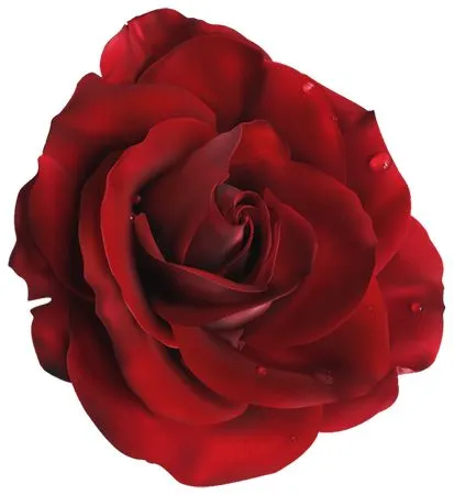 ��ɫõ�廨����ҶPNG���ͼ