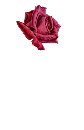 ��ɫõ�廨����������PNG���ͼ