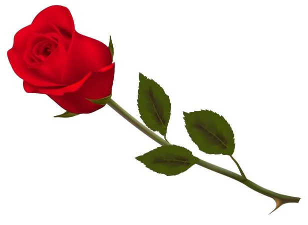 ������ɫõ�廨��¶��PNG���ͼ