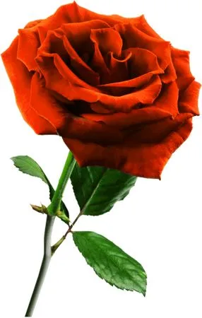 дʵ��ɫõ�廨��¶��PNG���ͼ