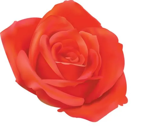 ��������������ɫõ�廨PNG���ͼ