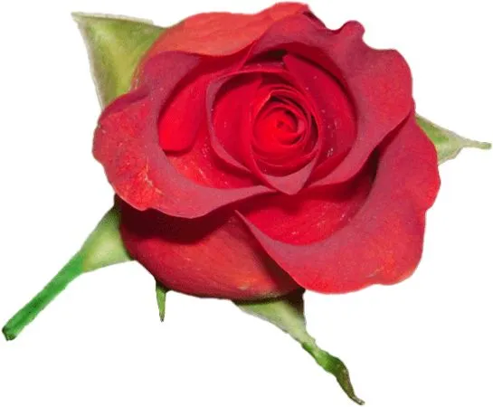 ��ɫõ�廨��д�廭PNG���ͼ