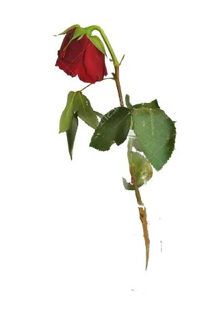 ��ɫõ�廨����������PNG���ͼ