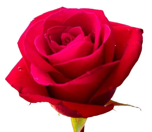 ���ź�ɫõ�廨�廭PNG���ͼ