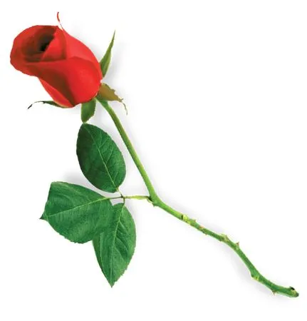 ������ɫõ�廨��PNG���ͼ