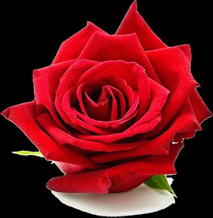 ������ɫõ�廨����ҶPNG���ͼ