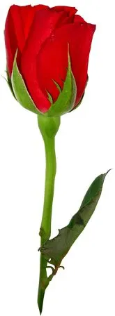 ������ɫõ�廨����ҶPNG���ͼ