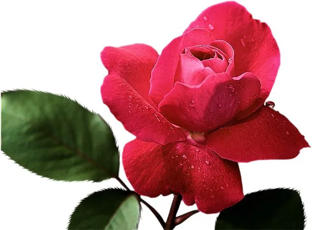 ������ɫõ�廨PNG���ͼ