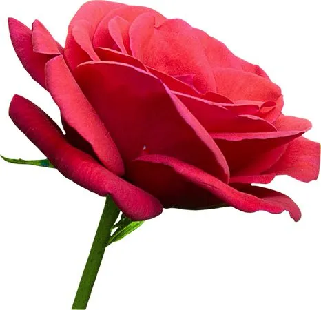 ���ź�ɫõ�廨��˿��PNG���ͼ