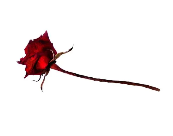 ��ɫõ�廨����ҶPNG���ͼ