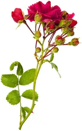 ������ɫõ�廨����дPNG���ͼ