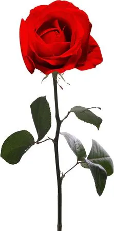 ������ɫõ�廨����ҶPNG���ͼ