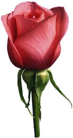 �����ɫõ�廨����Ҷ�廭PNG���ͼ