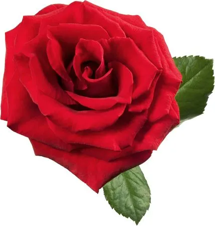 ��ɫõ�廨����Ҷ�廭PNG���ͼ