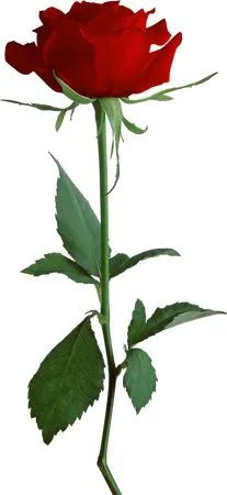 ����������ɫõ�廨PNG���ͼ