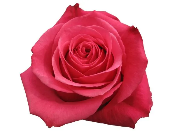 ���ź�ɫõ�廨����ҶPNG���ͼ