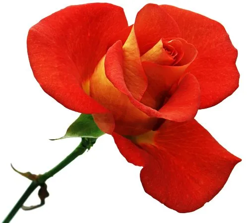 ���ɫõ�廨ʢ��PNG���ͼ