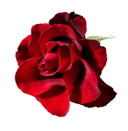 ������ɫõ�廨�ֻ�PNG���ͼ