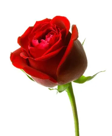 ������ɫõ�廨��ȫʢ��PNG���ͼ