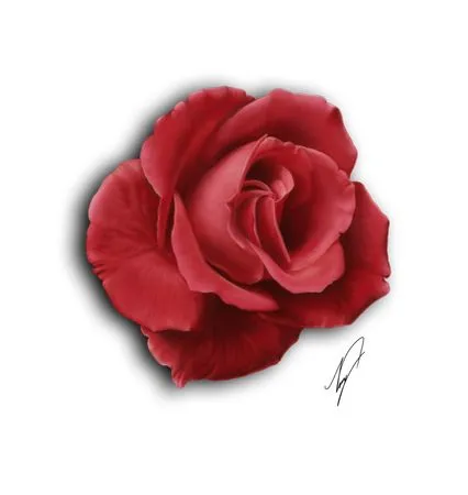 ��ɫõ�廨�廭PNG���ͼ