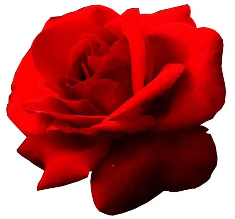 �������ź�ɫõ�廨PNG���ͼ