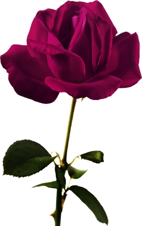 ����������õ��PNG���ͼ