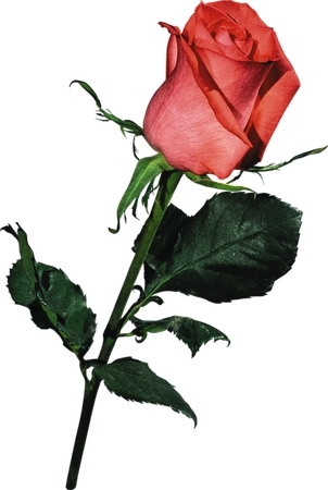 ������õ��PNG���ͼ