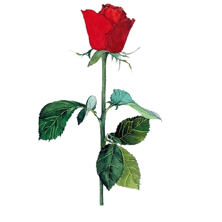 ��ϸ��Ҷ��õ��PNG���ͼ