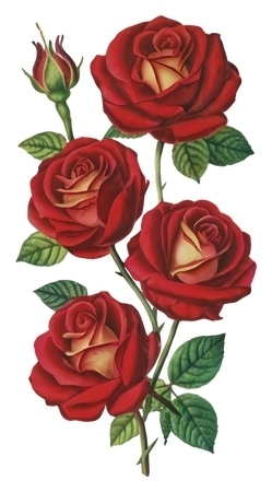 ��õ�廨���廭PNG���ͼ